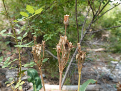 Primula fragrans