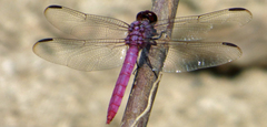 Orthemis ferruginea