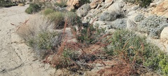 Amaranthus fimbriatus