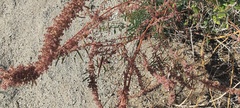 Amaranthus fimbriatus
