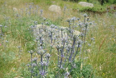 Eryngium bourgatii