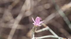 Stephanomeria pauciflora