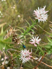 Sprengelia incarnata