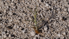 Senna armata