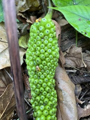 Amorphophallus