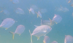 Caranx sexfasciatus