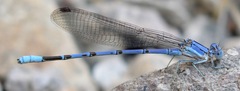Argia munda