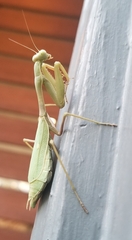 Stagmomantis limbata