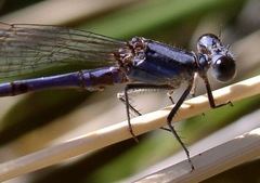 Argia hinei