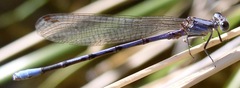 Argia hinei