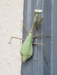 Stagmomantis limbata