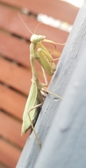 Stagmomantis limbata