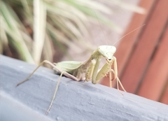 Stagmomantis limbata