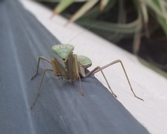 Stagmomantis limbata