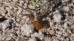 Senna armata
