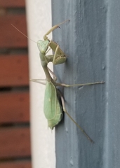 Stagmomantis limbata