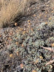 Eriogonum lewisii