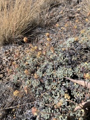 Eriogonum lewisii