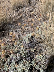Eriogonum lewisii