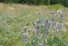 Eryngium bourgatii