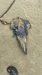 Callorhinchus milii