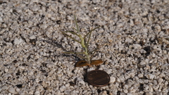 Senna armata