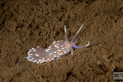 Facelina bostoniensis