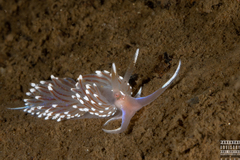 Facelina bostoniensis