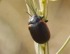 Stichoptera