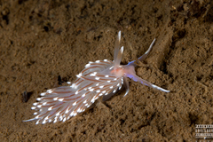 Facelina bostoniensis