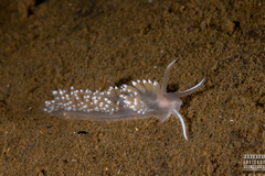 Facelina bostoniensis