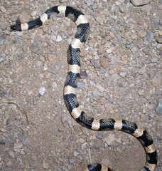 Rhinocheilus lecontei