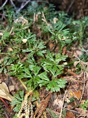 Hymenophyton flabellatum