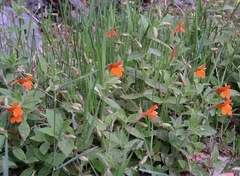 Erythranthe verbenacea