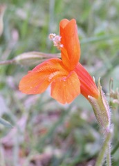 Erythranthe verbenacea