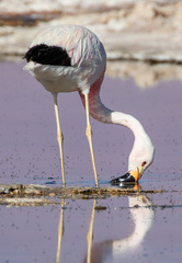 Phoenicoparrus andinus