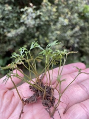 Hymenophyton flabellatum