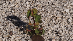 Acalypha californica