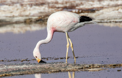 Phoenicoparrus andinus