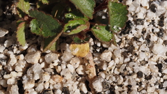 Acalypha californica