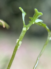 Hymenophyton flabellatum