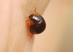 Parexochomus nigromaculatus