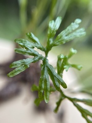 Hymenophyton flabellatum
