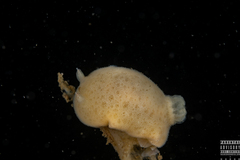 Jorunna tomentosa