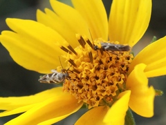 Scythris trivinctella