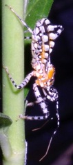 Pselliopus zebra
