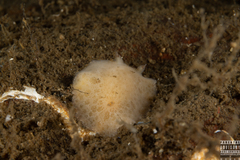 Jorunna tomentosa
