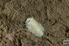 Cadlina laevis