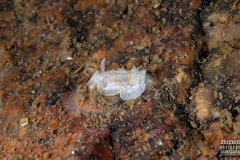 Goniodoris nodosa