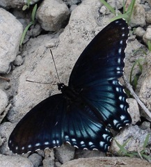 Limenitis arthemis arizonensis